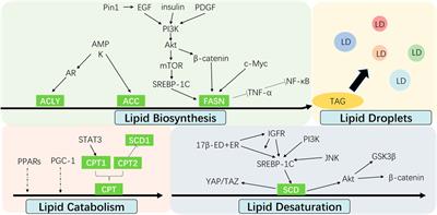 Novel Insights on Lipid Metabolism Alterations in Drug Resistance in Cancer